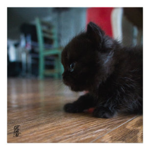 Black Kitten Up Close Fototryck