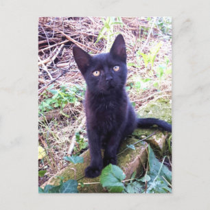 Black Kitten Vykort