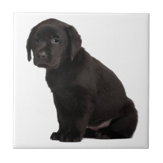 Black Labour Puppy Kakelplatta