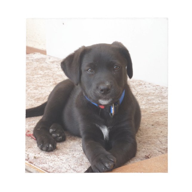 Black Labour Retriever Puppy Anteckningsblock (Framsida)