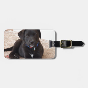Black Labour Retriever Puppy Bagagebricka