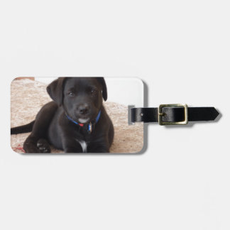 Black Labour Retriever Puppy Bagagebricka