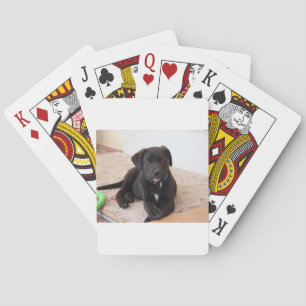 Black Labour Retriever Puppy Casinokort