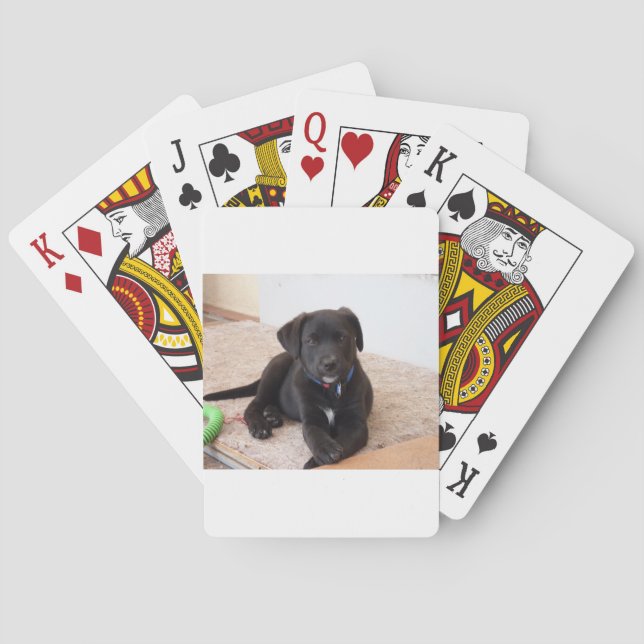 Black Labour Retriever Puppy Casinokort (Baksidan)