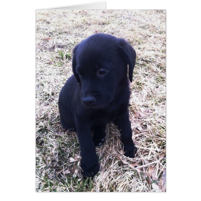 Black Labour Retriever Puppy Hälsningskort (Framsidan)