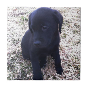 Black Labour Retriever Puppy Kakelplatta