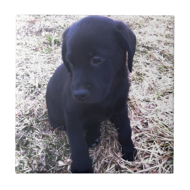 Black Labour Retriever Puppy Kakelplatta (Framsidan)