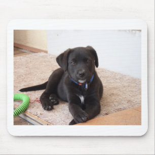Black Labour Retriever Puppy Musmatta