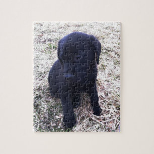 Black Labour Retriever Puppy Pussel