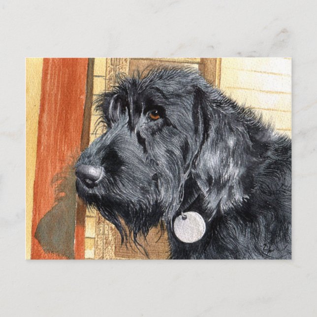 Black Labradoodle #1 vykort (Framsida)