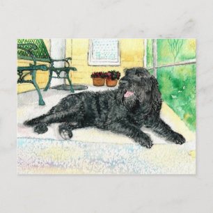 Black Labradoodle Vykort