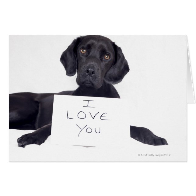 Black Labrador 13 månader Hälsningskort (Framsidan Horizontal)