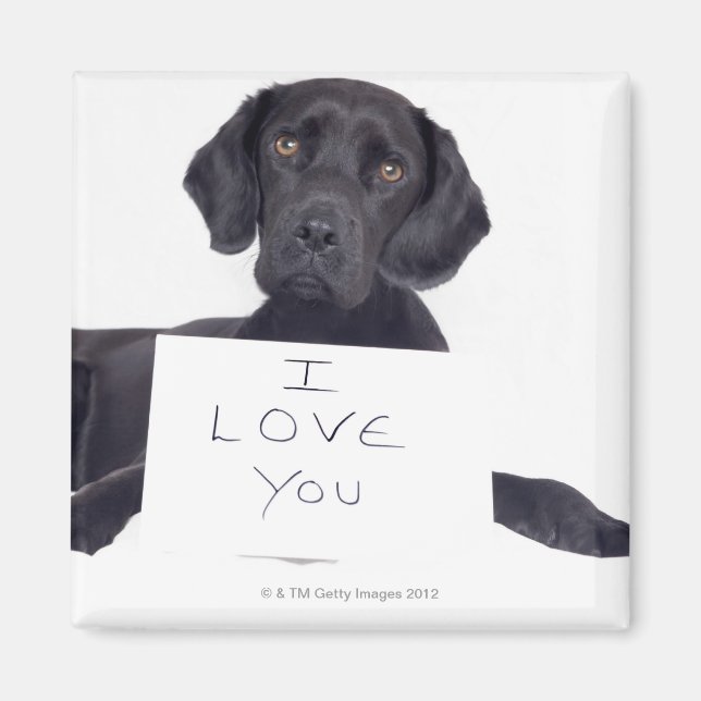 Black Labrador 13 månader Magnet (Framsidan)