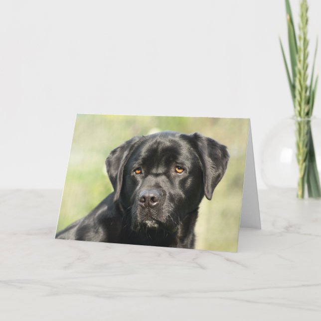 Black Labrador Birthday Card Kort (Framsida)