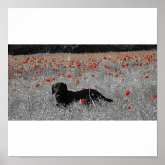 Black Labrador bland poppies print Poster