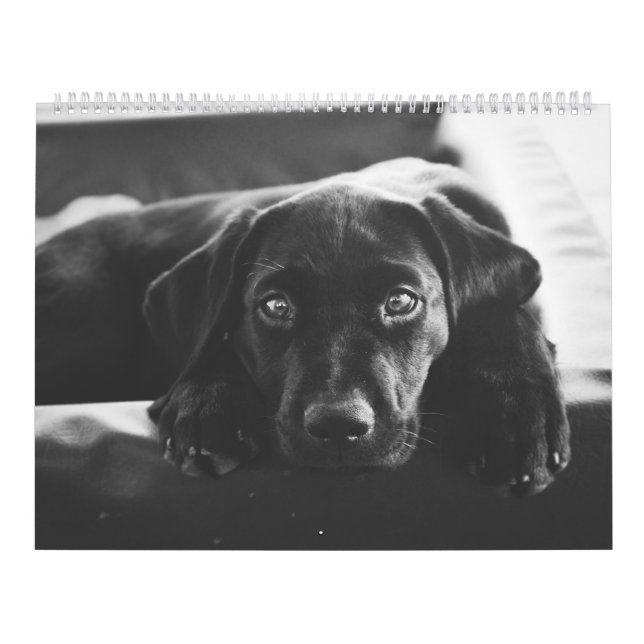 Black Labrador Calendar Kalender (Omslag)