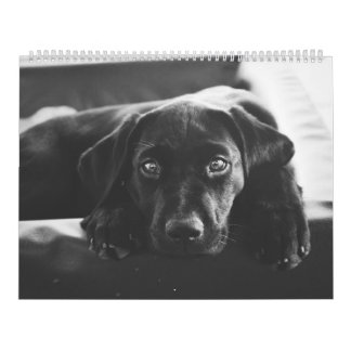 Black Labrador Calendar Kalender