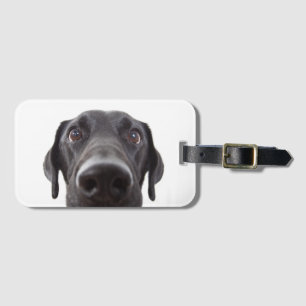 Black Labrador Closeup Porträtt Bagagebricka