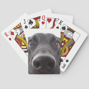 Black Labrador Closeup Porträtt Casinokort