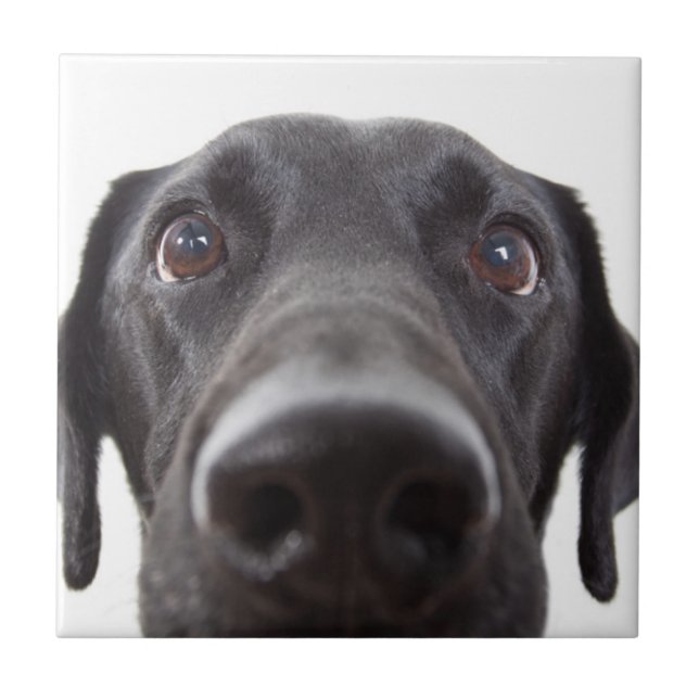 Black Labrador Closeup Porträtt Kakelplatta (Framsidan)