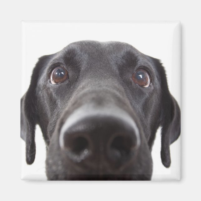 Black Labrador Closeup Porträtt Magnet (Framsidan)