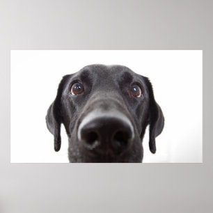 Black Labrador Closeup Porträtt Poster