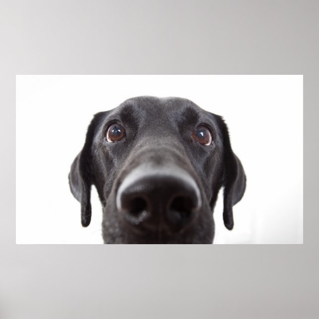 Black Labrador Closeup Porträtt Poster (Framsidan)