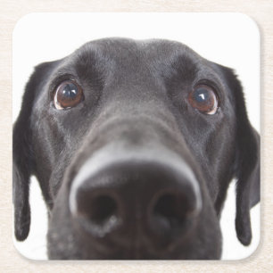 Black Labrador Closeup Porträtt Underlägg Papper Kvadrat