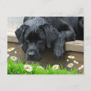 Black Labrador Cute Hund Daisy Flowers Ladybug Vykort