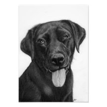Black Labrador Extra Small Photo EnUtvidgning