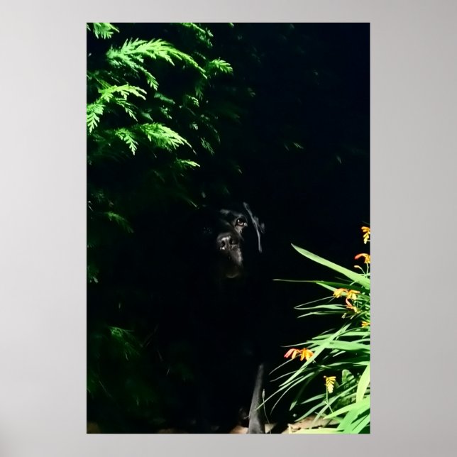 Black Labrador gömmer ställe. Poster (Framsidan)