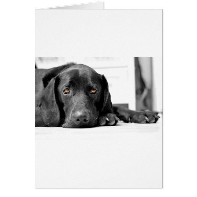 Black Labrador Hälsningskort (Framsidan)