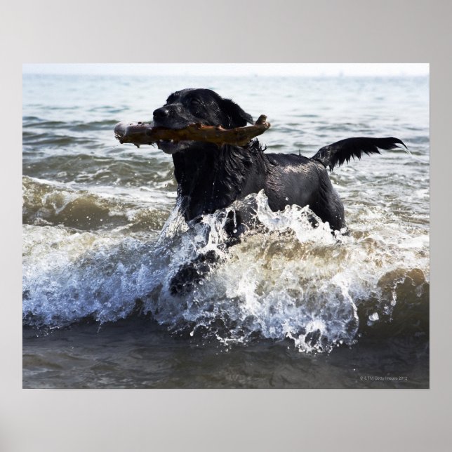 Black Labrador-hämtning som körs genom surfa Poster (Framsidan)