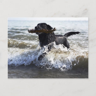 Black Labrador-hämtning som körs genom surfa Vykort