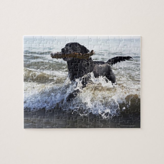 Black Labrador-hämtning som löper genom surfa, Pussel (Horisontell)