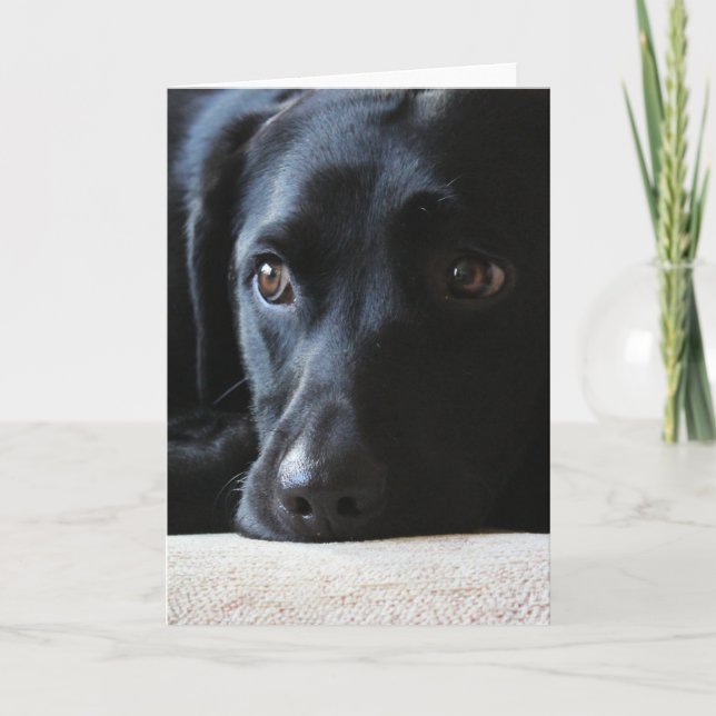 Black Labrador Helgkort (Framsida)