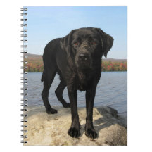 Black Labrador Hund älskare Puppy