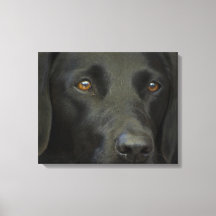 Black Labrador Hund