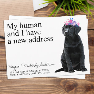 Black Labrador Hund Flytta Meddelande