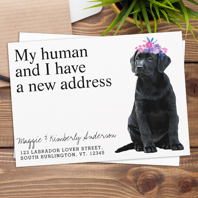 Black Labrador Hund Flytta Meddelande (Skapare uppladdad)