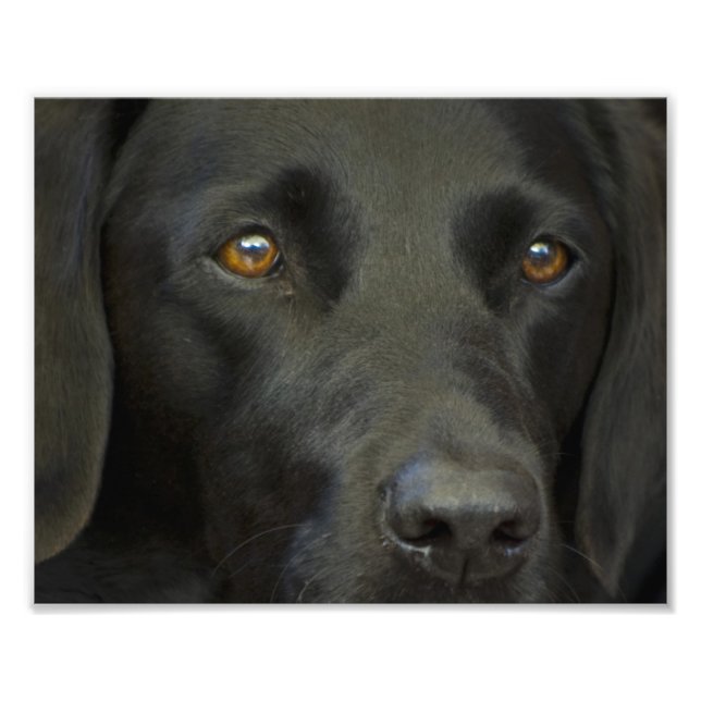 Black Labrador Hund Fototryck (Framsidan)