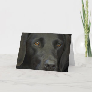 Black Labrador Hund Kort
