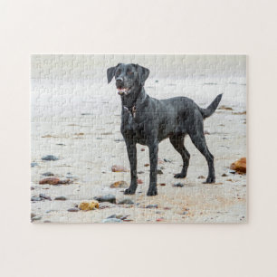 Black Labrador hund på stranden Pussel
