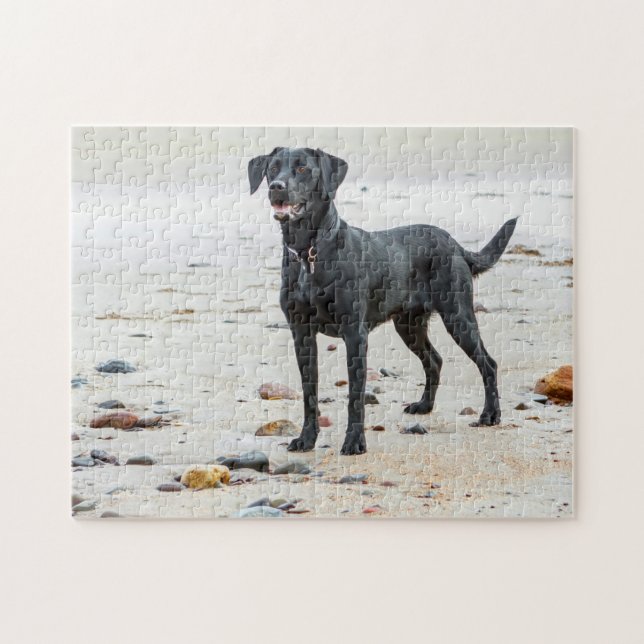 Black Labrador hund på stranden Pussel (Horisontell)