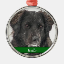 Black Labrador Hund Pet Photo Namn