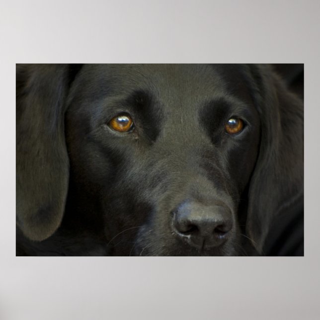 Black Labrador Hund Poster (Framsidan)