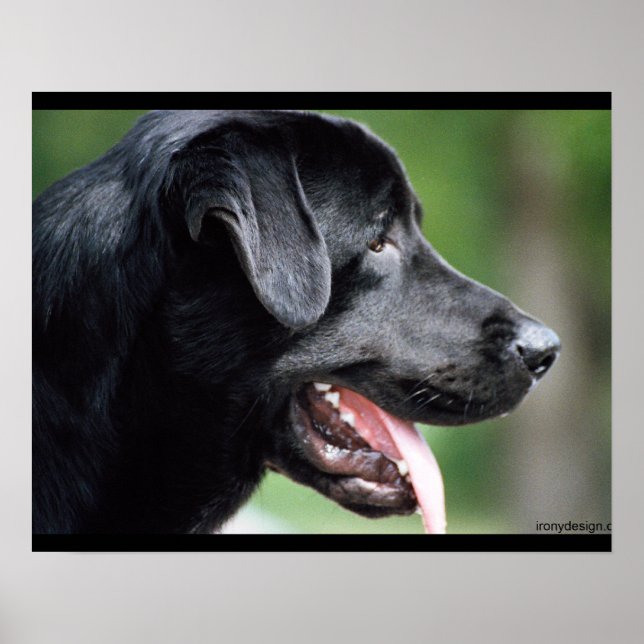 Black Labrador Hund Poster (Framsidan)