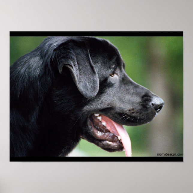 Black Labrador Hund Poster (Framsidan)