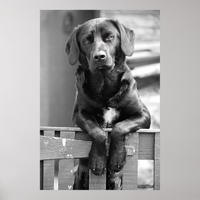 Black Labrador-Hund Poster Skriv ut (Framsidan)