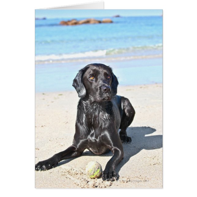 Black Labrador Hund sitta vid Beach Hälsningskort (Framsidan)